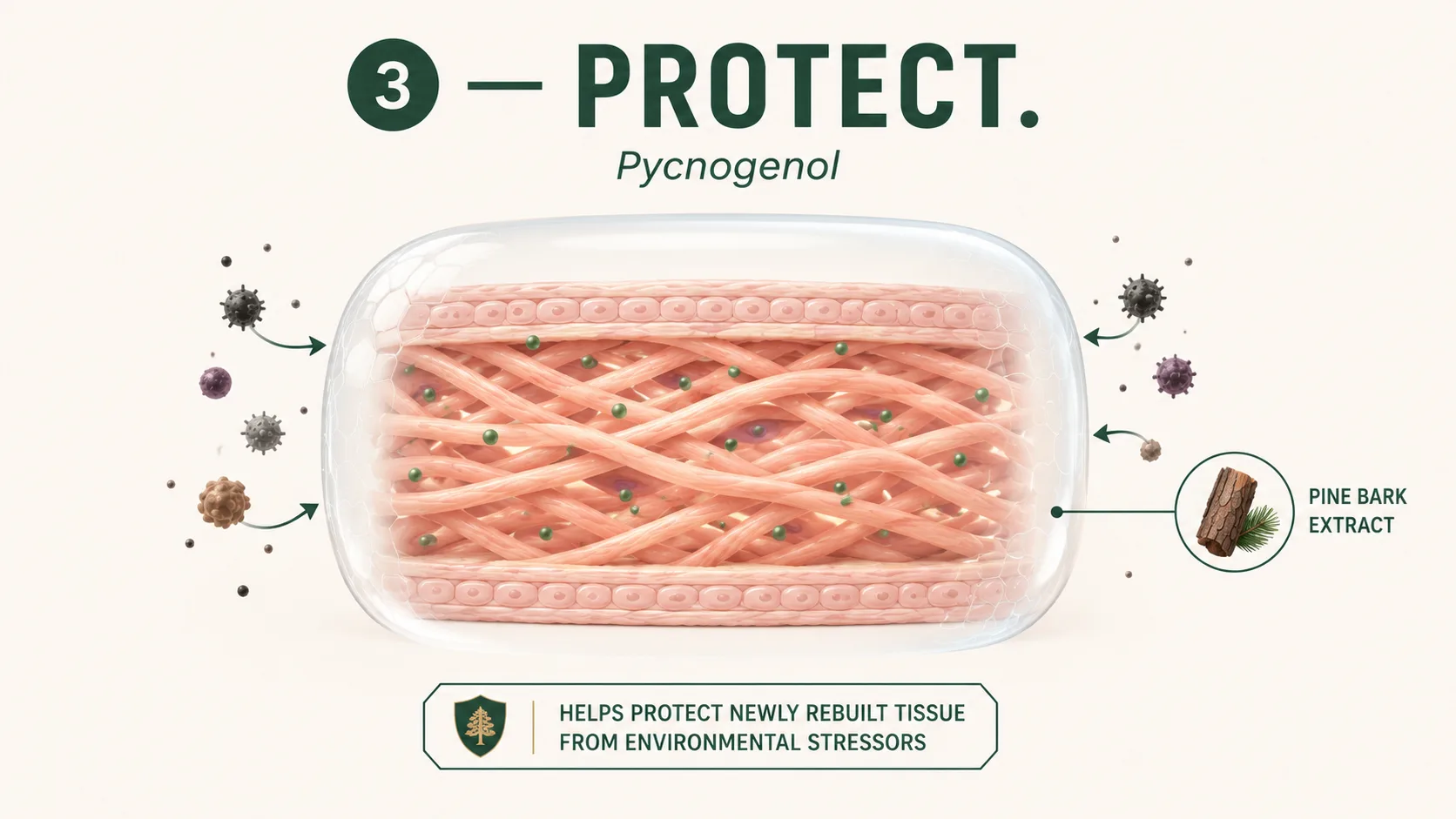 Step 3 — Protect: Pycnogenol creates an antioxidant barrier